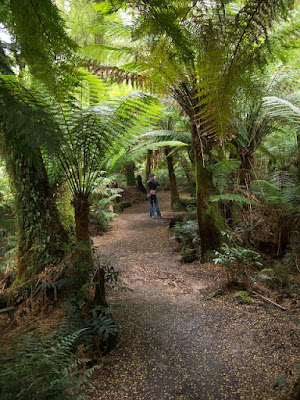 The Maits Rest Rainforest Walk
